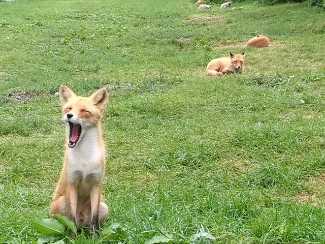 のんびりしてます_北きつね牧場