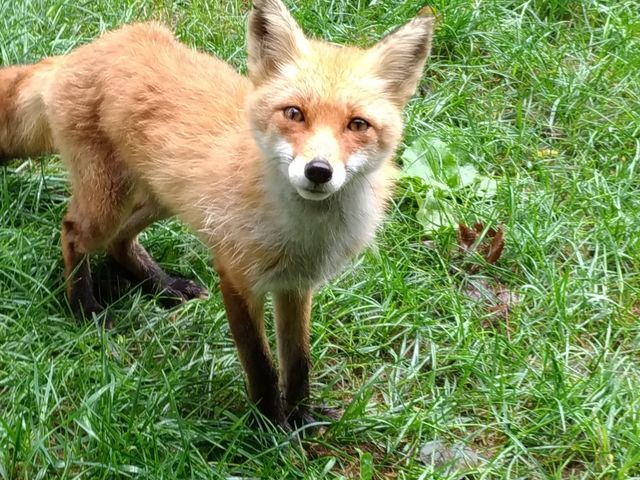 よってきてくれます_北きつね牧場