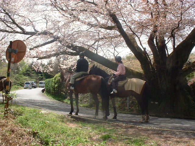 石割桜お花見外乗_ホースクラブ田人
