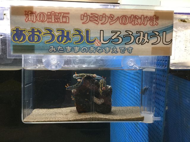 季節物の水槽だった。
ホッコリした。_かにっこ館