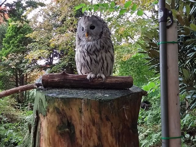 今ならリフトに乗ってふくろうに会えます_白樺リゾート池の平ファミリーランド