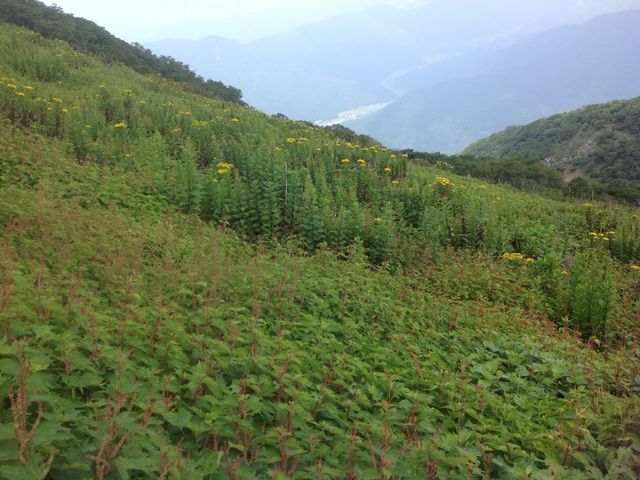 伊吹山目指して_伊吹山ドライブウェイ