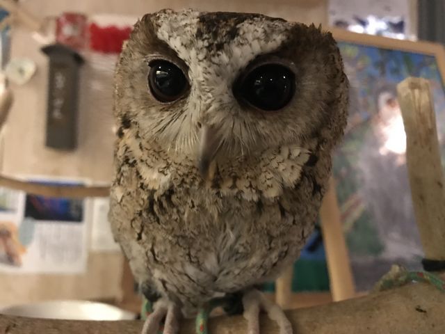 癒されます。_和のリゾートはづ