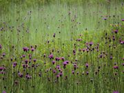 Yanwenliさんの小田代ガ原の投稿写真5