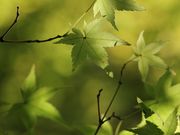 Yanwenliさんの酬恩庵(一休寺)の投稿写真6