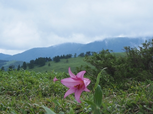 富士見台高原に咲くササユリ_富士見台高原(長野県阿智村)