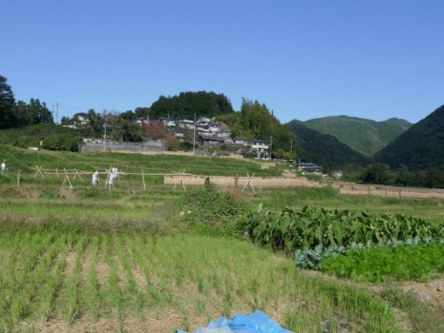 秋の棚田_横瀬町の寺坂棚田