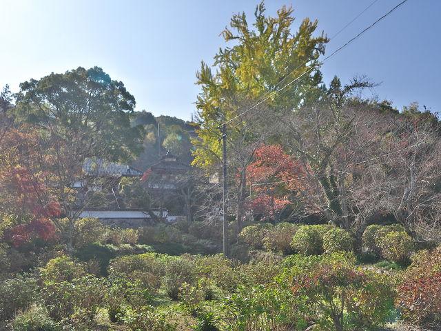 sklfhさんの長法寺のイチョウの投稿写真1