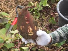 Maさんの体験型農園 みんなの田舎への投稿写真1