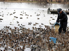 りりぃさんの瓢湖水きん公園への投稿写真1