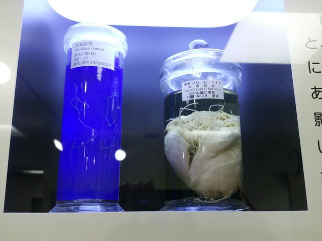 フィラリア_目黒寄生虫館