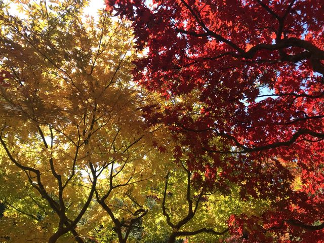 お庭散策から。美しい紅葉にうっとり。_行形亭