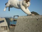 maiさんの佐柳島の投稿写真1