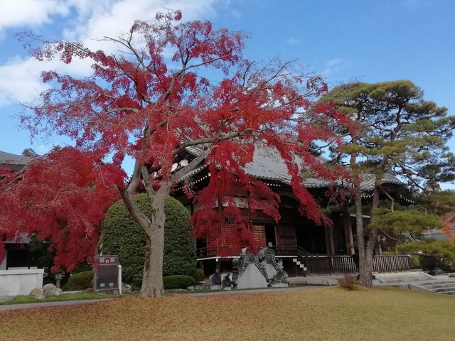 本堂前には真っ赤なもみじと松の木_能仁寺
