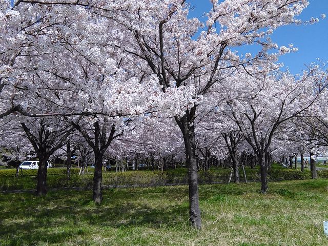 満開の桜_大島小松川公園