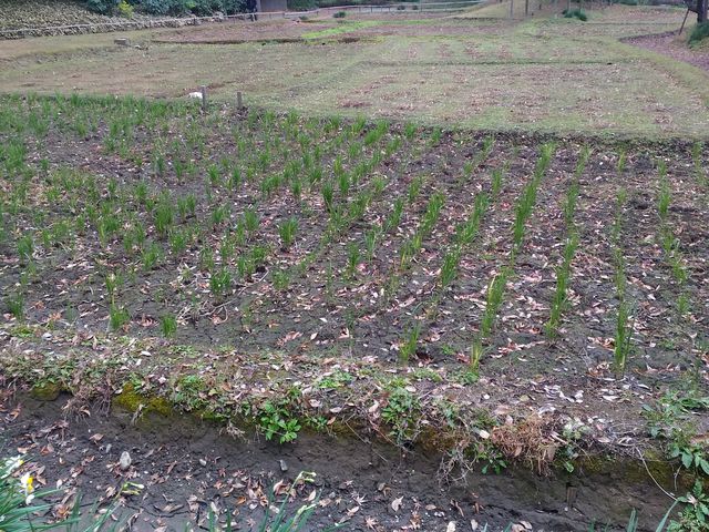 田畑_田端(小石川後楽園)