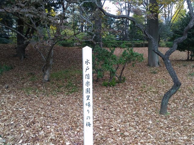 水戸階楽園里帰りの梅_後楽園の梅