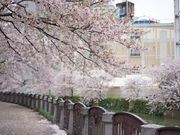 hiroさんの天神中央公園の投稿写真1