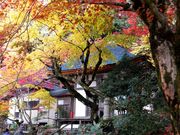 こぼらさんの明寿院(金剛輪寺本坊)の投稿写真1