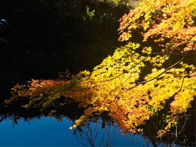 【旧古河庭園】水辺の黄葉_旧古河庭園