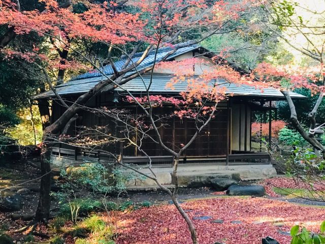【旧古河庭園】紅葉に埋もれる茶室_旧古河庭園