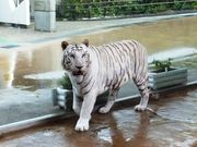 こぼらさんのいしかわ動物園の投稿写真1