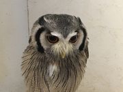 akaneさんのフクロウカフェ オウルドベースの投稿写真1