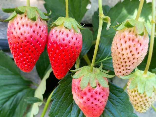 完熟具合が…真っ赤な苺が少なかったです。_かどやいちご狩り園