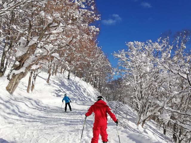 林間も楽しめる_斑尾高原スキー場