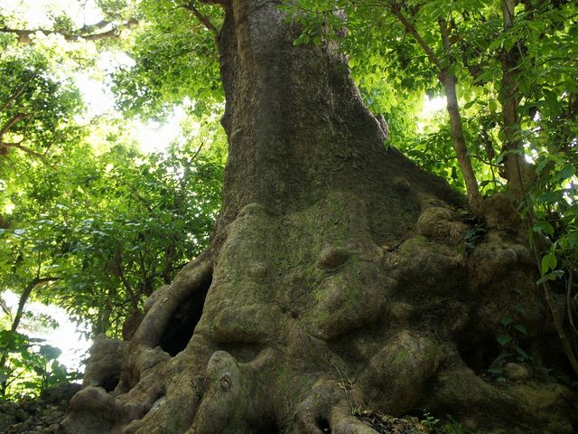 樹齢300年_首里金城町の大アカギ