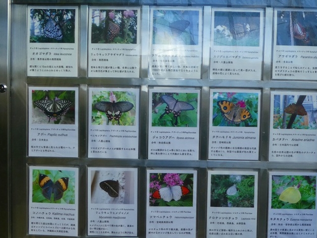 大阪府・箕面市・箕面公園・昆虫館 放蝶園_箕面公園昆虫館