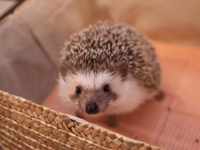 初めて来店、お相手してくれたたむちゃん_ハリネズミ専門cafe HARRY WOOD(ハリーウッド)