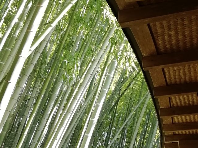 目の前は竹の庭です_休耕庵