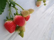 よっしーさんのいちご狩り専門園いちごハウス木場の投稿写真1