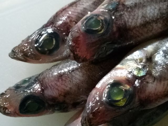 めひかり_豪快漁師料理 海女小屋 丸ト水産 千葉店