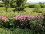 たかちゃんさんの北彩都ガーデンの投稿写真4