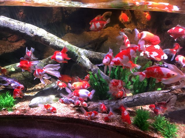 本物の魚に混じって共存しているLEGOで作られた魚(右上)_SEA LIFE Nagoya