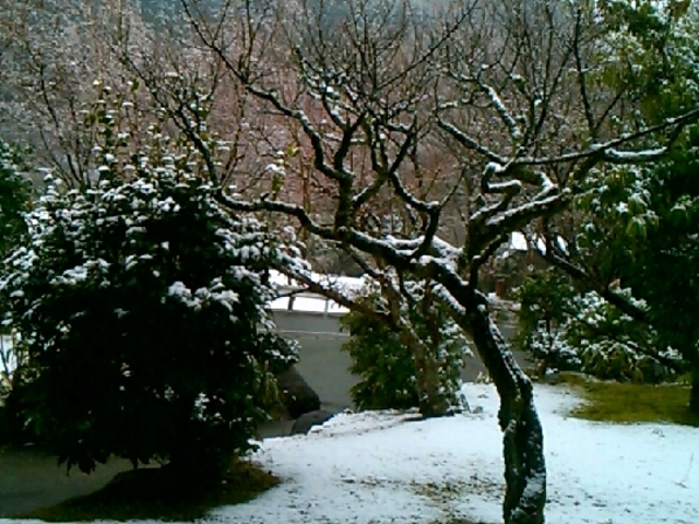 1年前の雪の日、食事処から
_草太郎庵