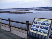 かほさんの汐川干潟の投稿写真1
