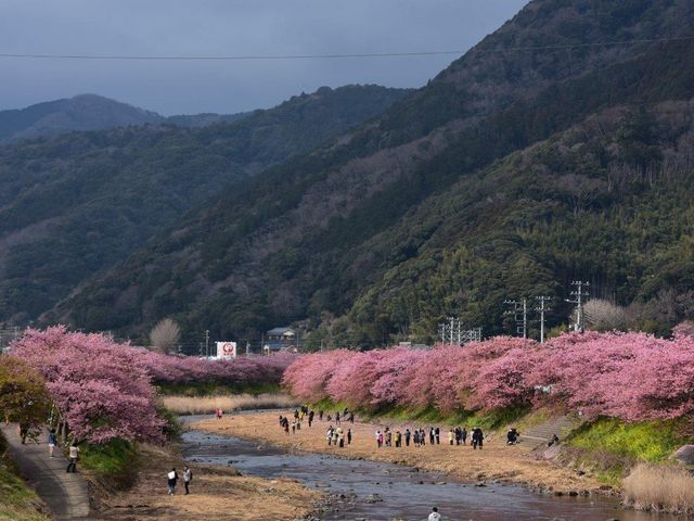 河津桜まつり_河津桜まつり