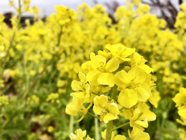 春の訪れを感じます_菜の花