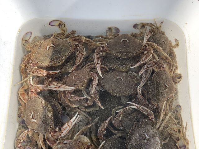 ぎゅうぎゅう詰め_森川漁網店(ヒラツメガニ釣り体験)