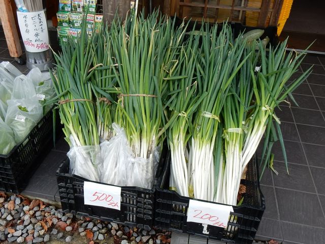 大量のネギ 1束500円、200円_道の駅 清流の里しろとり