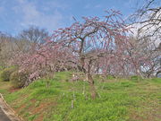 sklfhさんの梅の里公園の投稿写真1