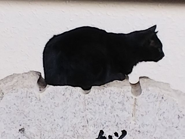 黒猫ちゃん_和歌山県護国神社