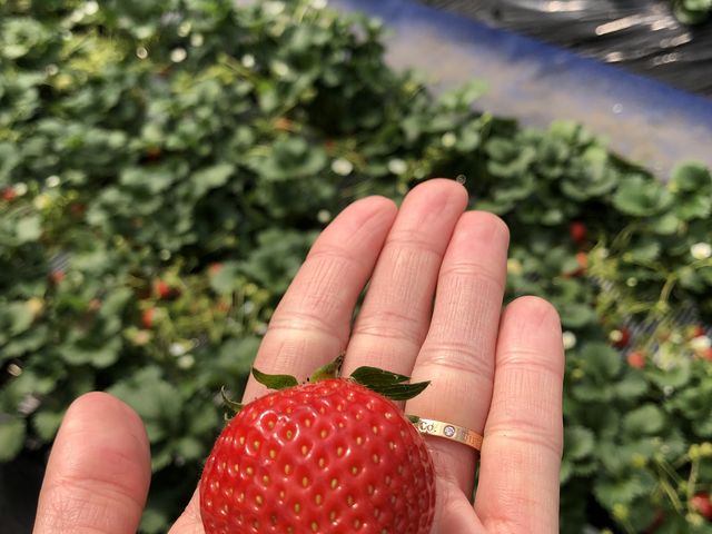 いちごは、「とちおとめ」「やよいひめ」「あまりん」が栽培されていました。_まるとみ農園(丸富農園)