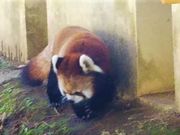 TKSさんの三島市立公園 楽寿園の投稿写真1