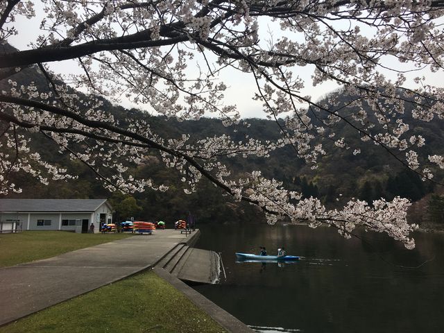 さくら満開カヤック最高!_円山川公苑