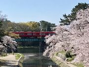 シトラさんの岡崎公園の桜の投稿写真2