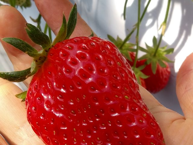 ビッグサイズもたくさん_いちごの里 すずき農園